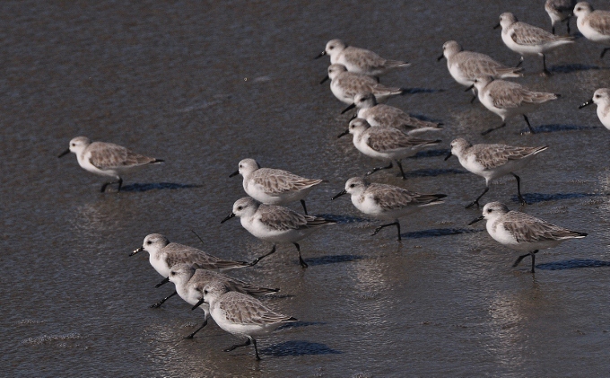 a flock of sandpipers
